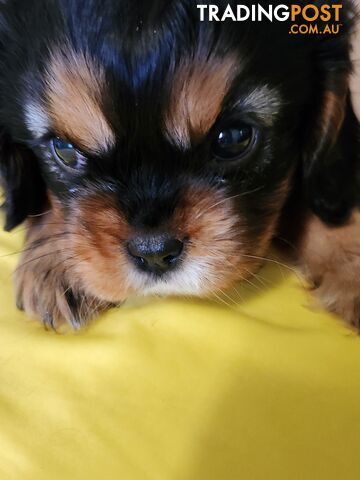 2 PENDING.....Blk &Tan Cavalier King Charles Puppies