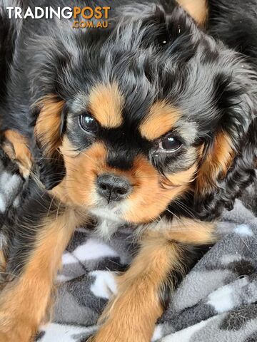 Blk & Tan Female Cavalier King Charles Puppy