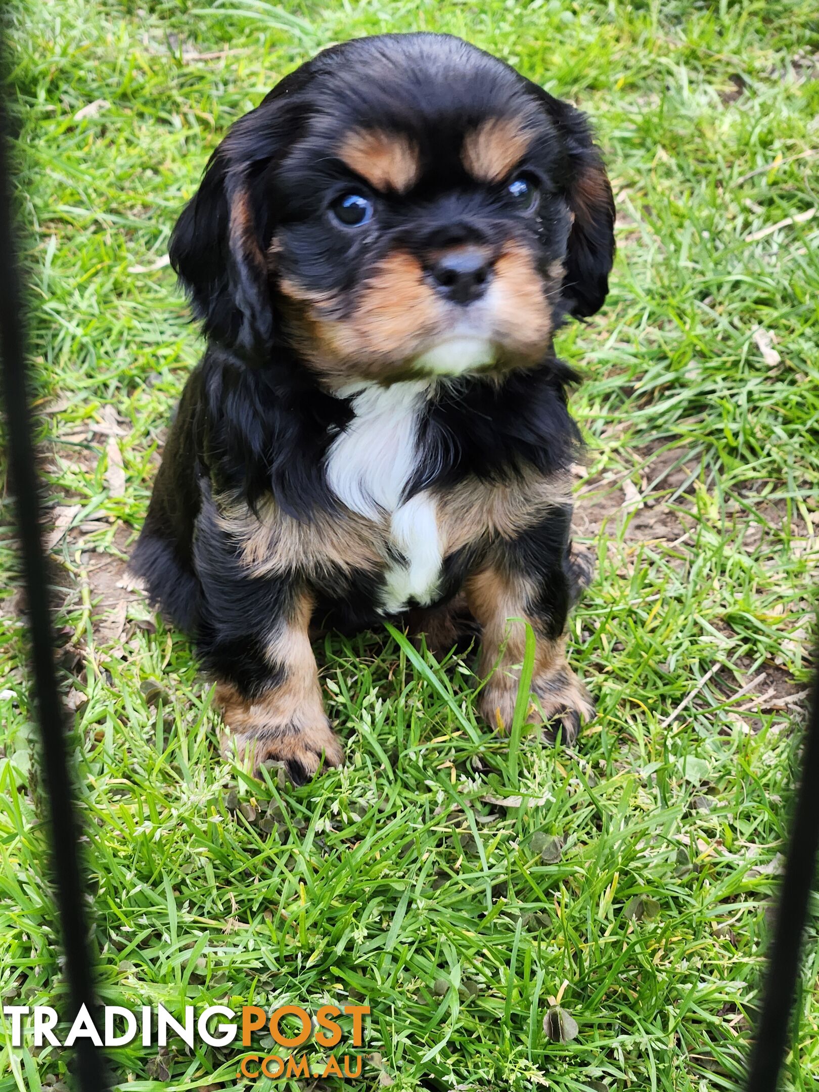 2 PENDING.....Blk &Tan Cavalier King Charles Puppies