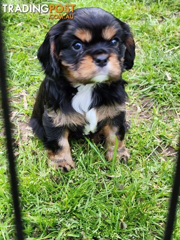 Blk & Tan Cavalier King Charles Puppies