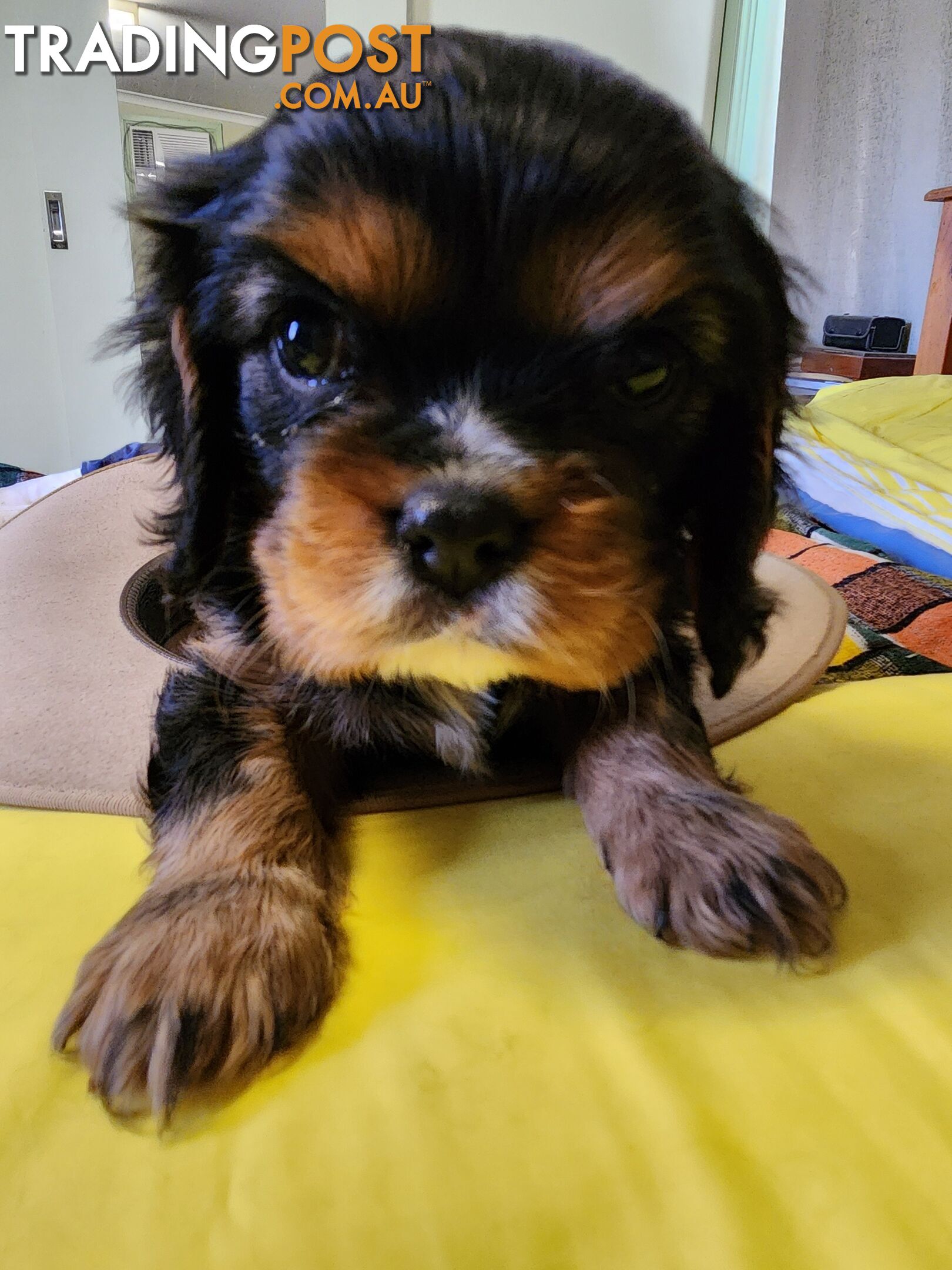 2 PENDING.....Blk &Tan Cavalier King Charles Puppies