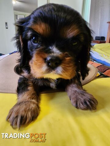 Blk & Tan Cavalier King Charles Puppies