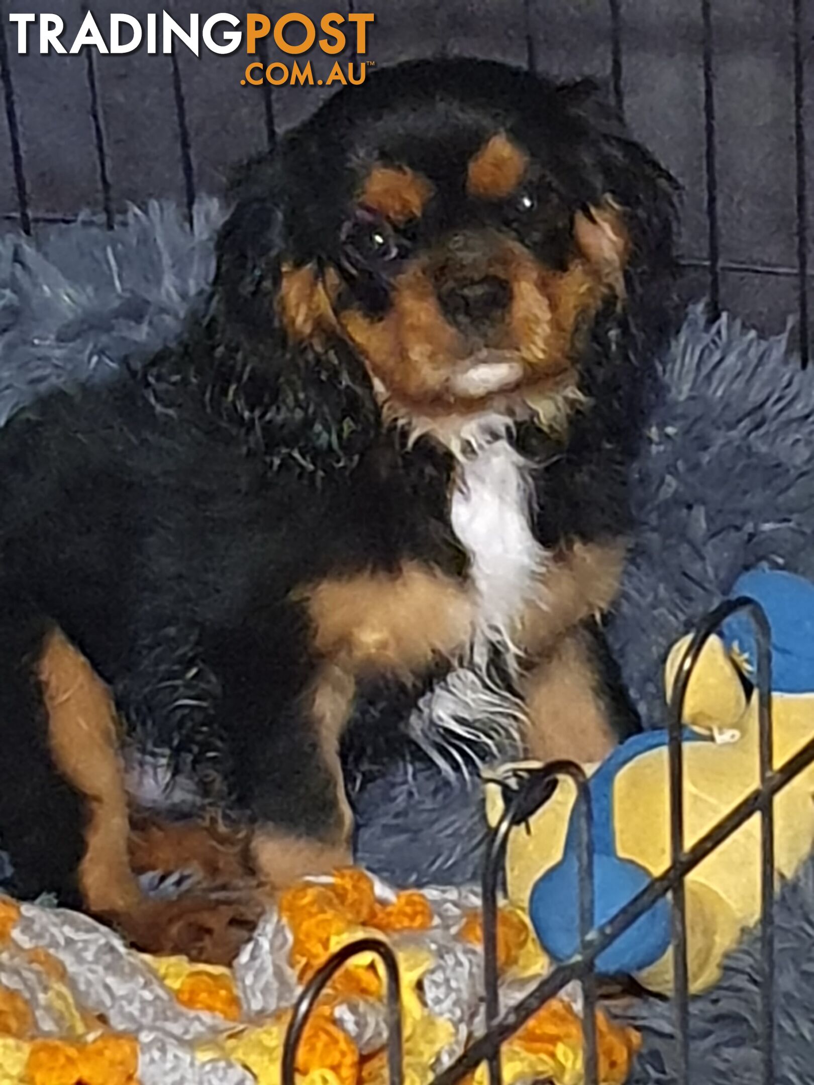 2 PENDING.....Blk &Tan Cavalier King Charles Puppies