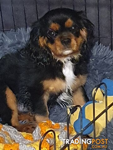 Blk & Tan Cavalier King Charles Puppies