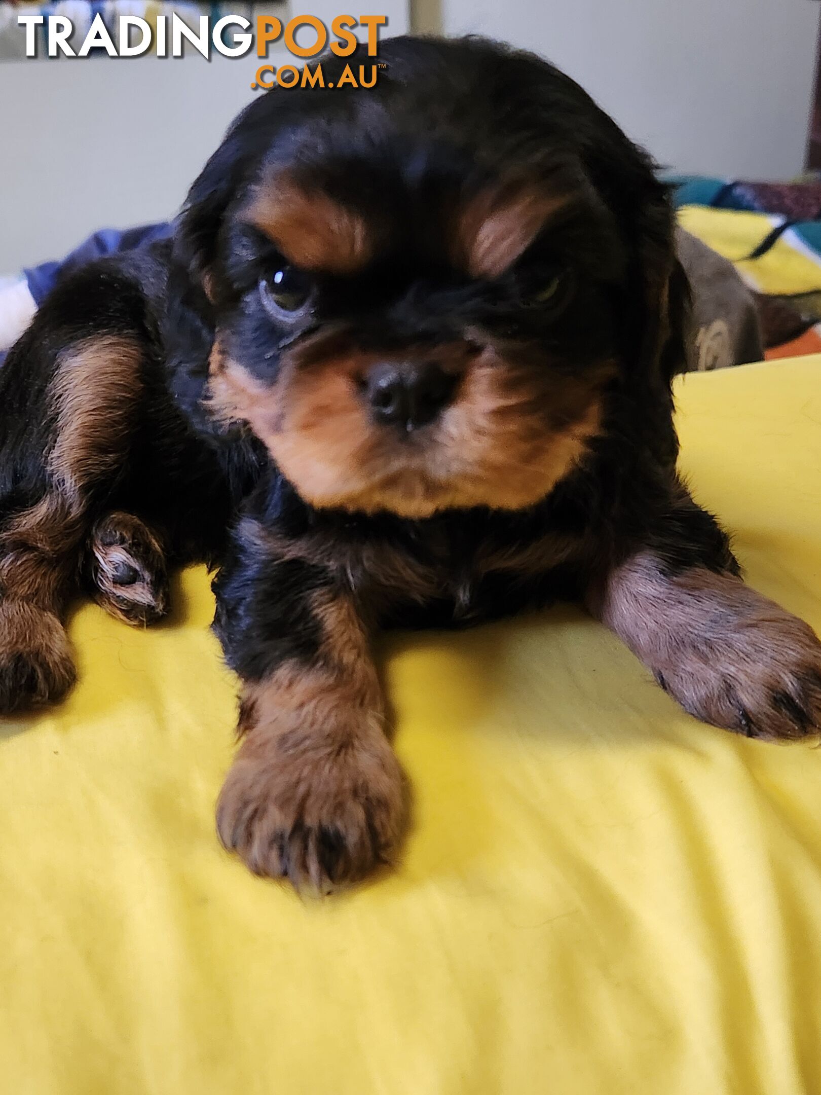 2 PENDING.....Blk &Tan Cavalier King Charles Puppies