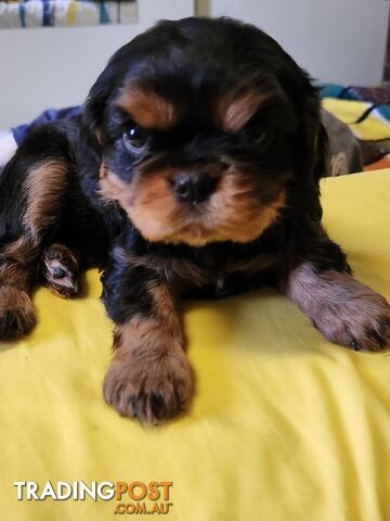 Blk & Tan Cavalier King Charles Puppies