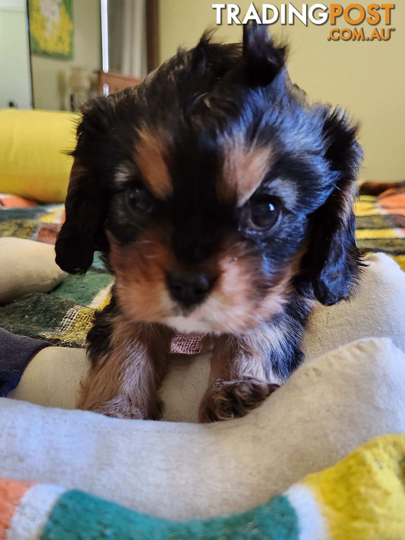 2 PENDING.....Blk &Tan Cavalier King Charles Puppies