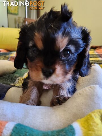 2 PENDING.....Blk &Tan Cavalier King Charles Puppies