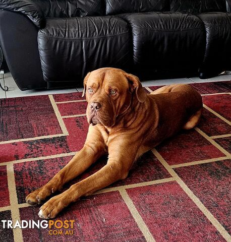 Dogue DE Bordeaur x French Mastiff