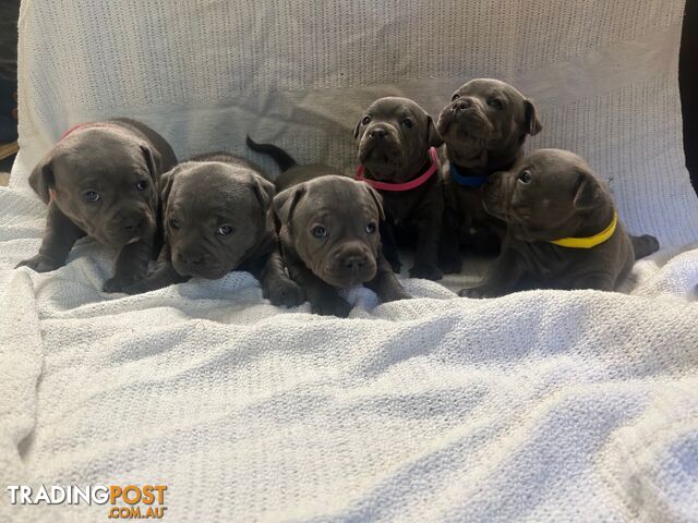 Staffordshire Bull Terrier puppies for sale