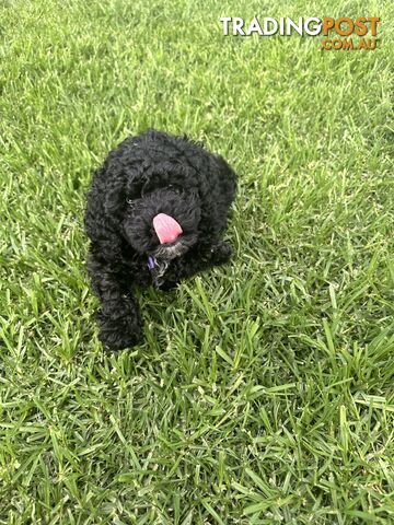 Last Three Mini Spoodle Puppies! 🐾