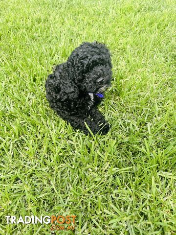 Last Three Mini Spoodle Puppies! 🐾