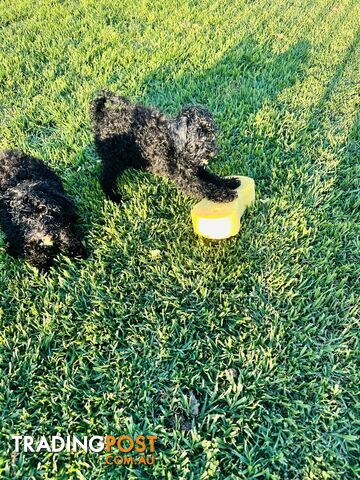 Last Three Mini Spoodle Puppies! 🐾