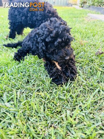 Last Three Mini Spoodle Puppies! 🐾