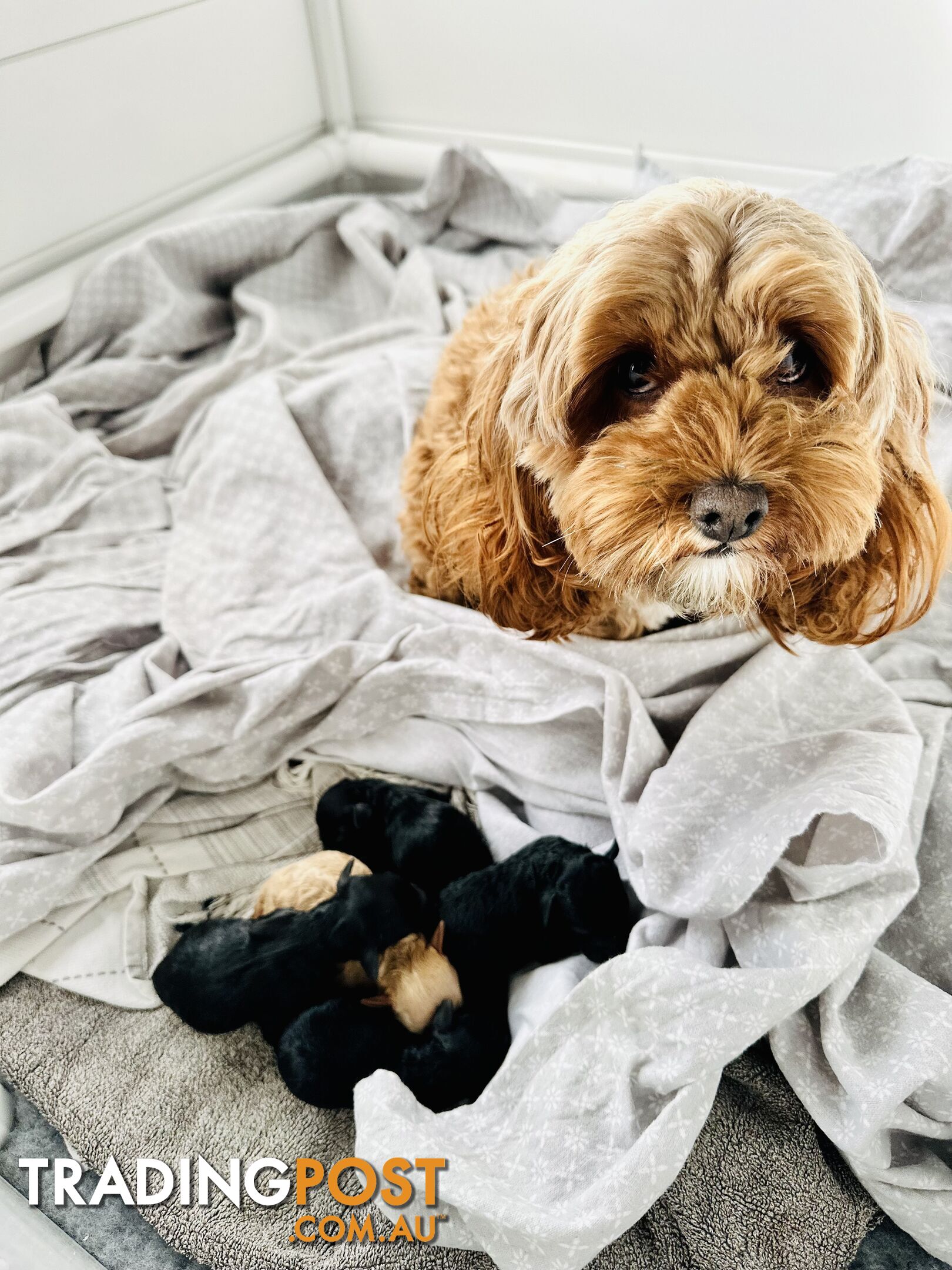 Adorable Mini Spoodle Puppies! 🐾