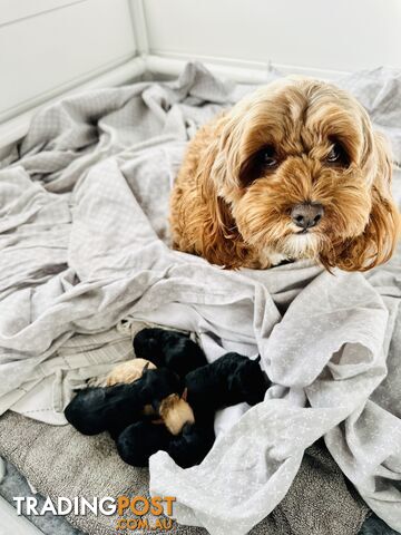 Adorable Mini Spoodle Puppies! 🐾