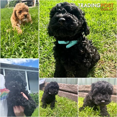 Adorable Mini Spoodle Puppies! 🐾