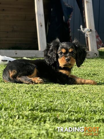 Purebred King Charles cavalier