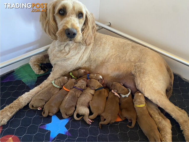 Family Raised Standard Groodle Puppies