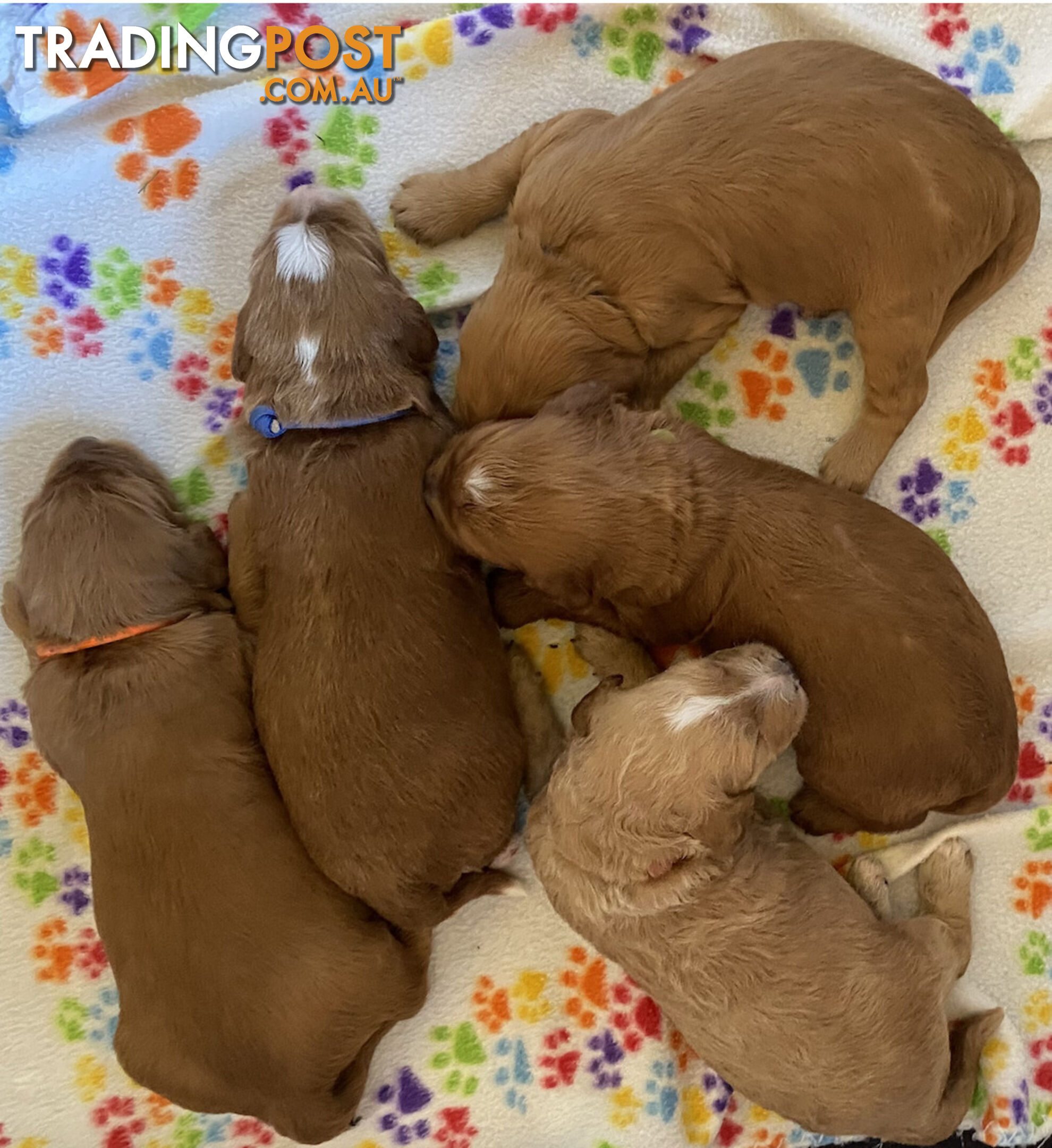 Family Raised Standard Groodle Puppies