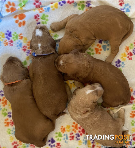 Family Raised Standard Groodle Puppies