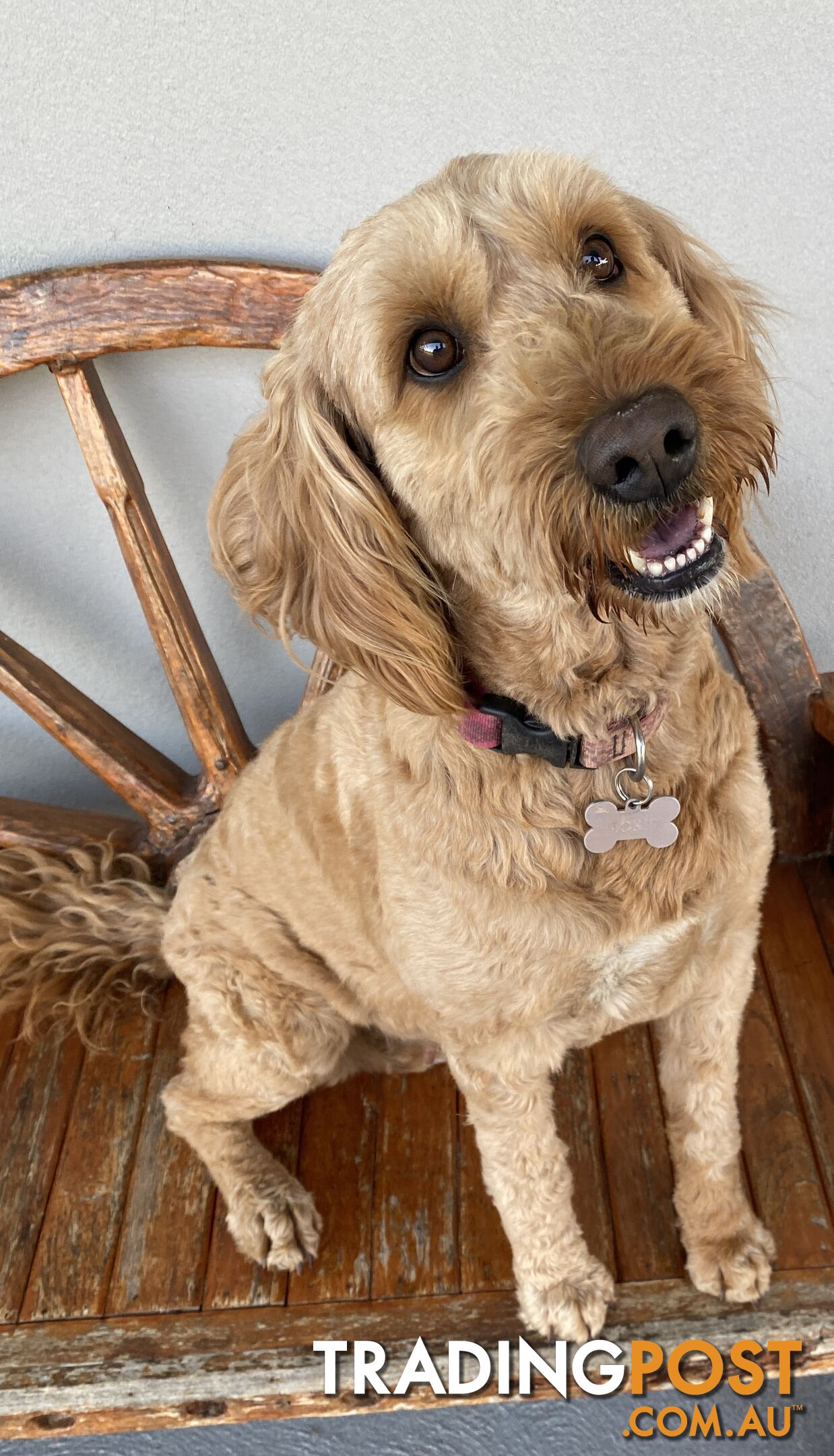 Family Raised Standard Groodle Puppies