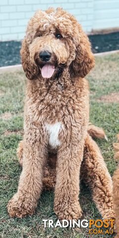 Family Raised Standard Groodle Puppies