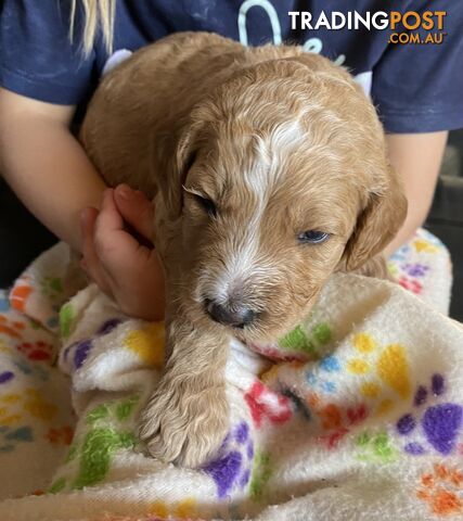 Family Raised Standard Groodle Puppies