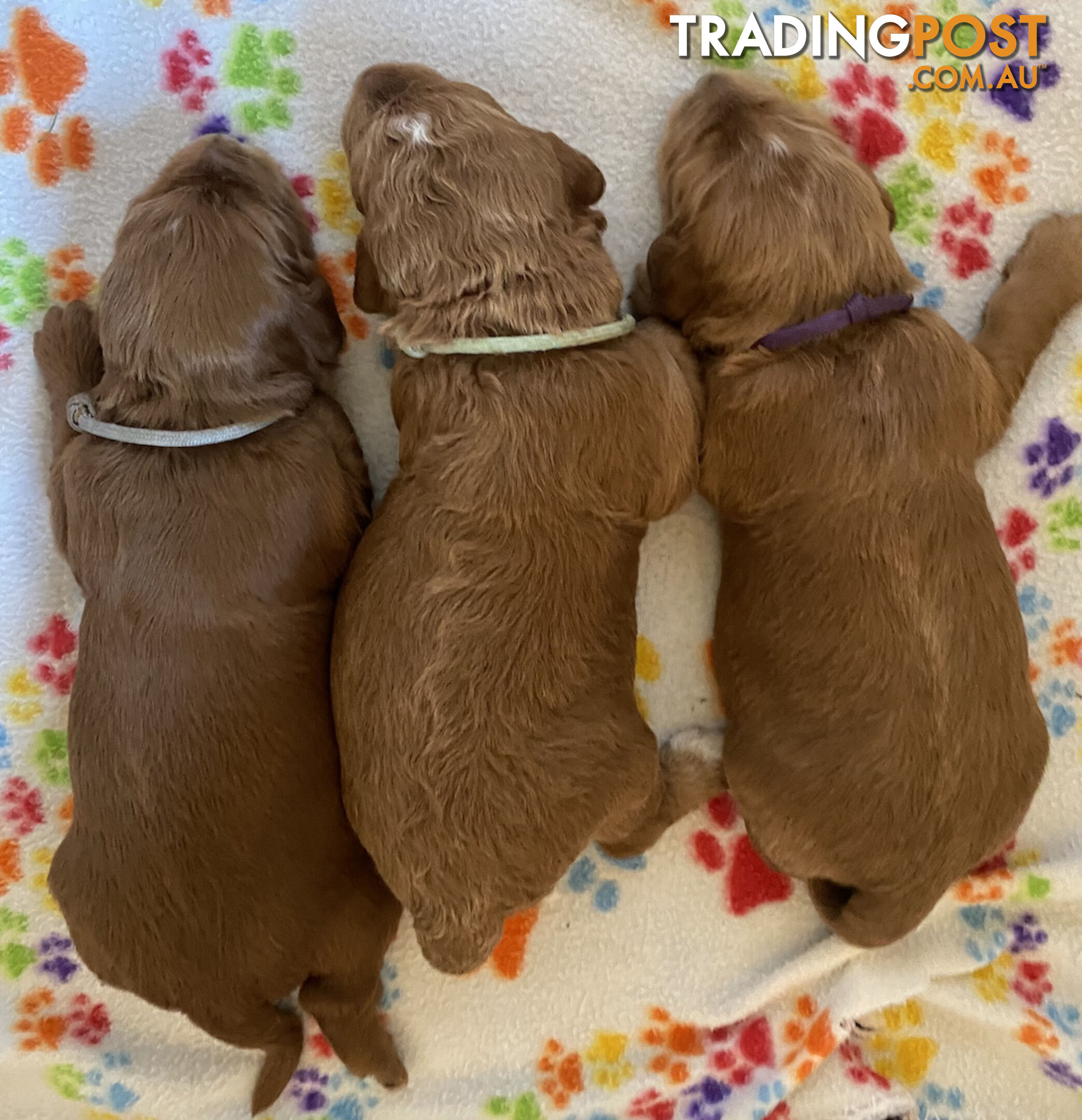 Family Raised Standard Groodle Puppies