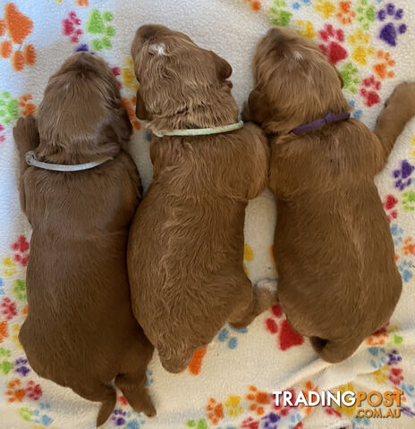 Family Raised Standard Groodle Puppies