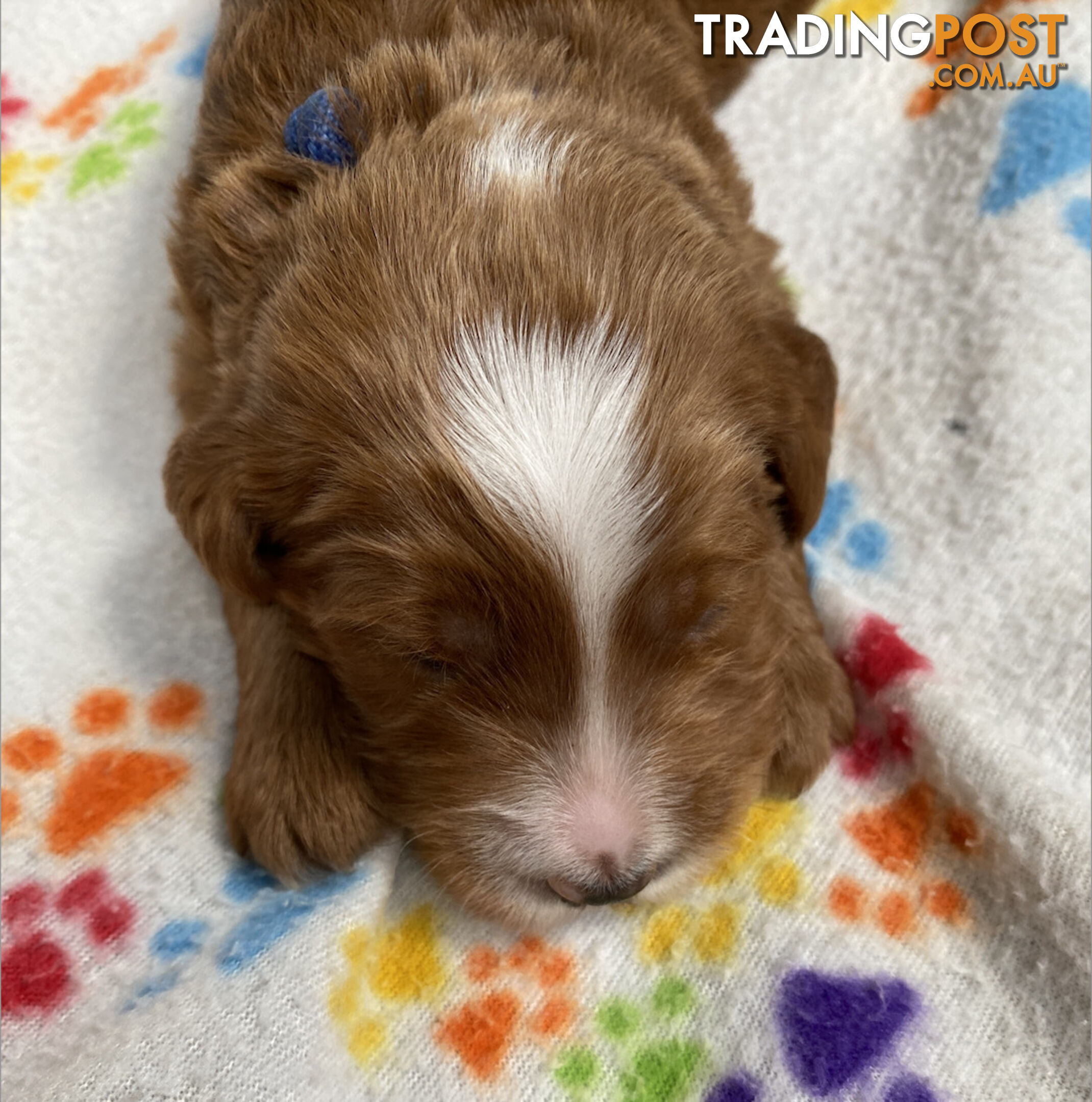 Family Raised Standard Groodle Puppies