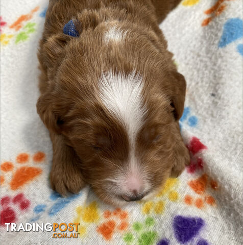 Family Raised Standard Groodle Puppies