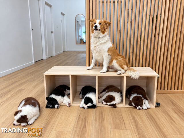 Border Collie Puppies