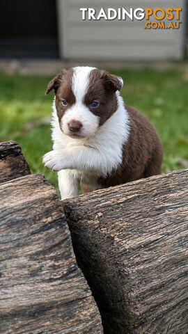 Border Collie Puppies
