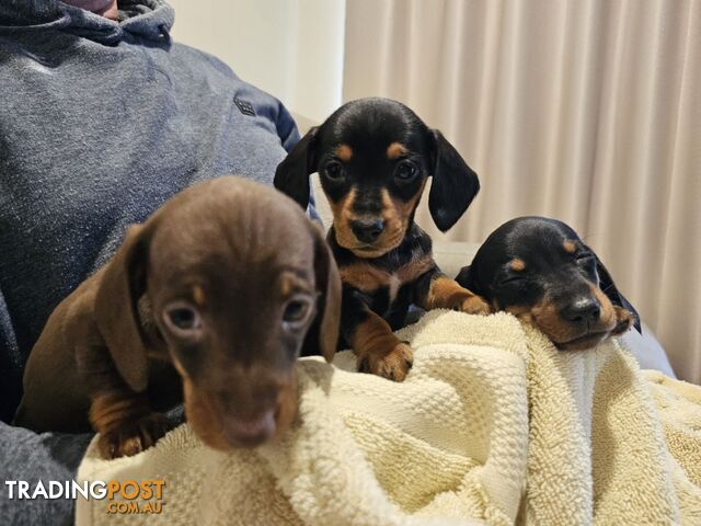 Dachshund Puppies For Sale.