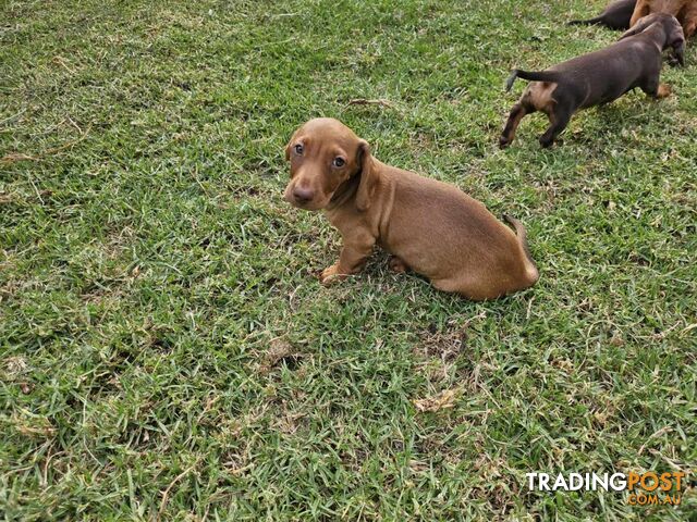 6 Mini Dachshunds