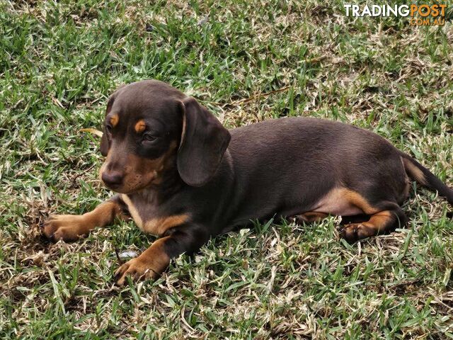 5 Mini Dachshunds