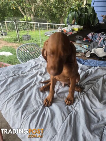 Beautiful Hungarian Vizsla Puppies