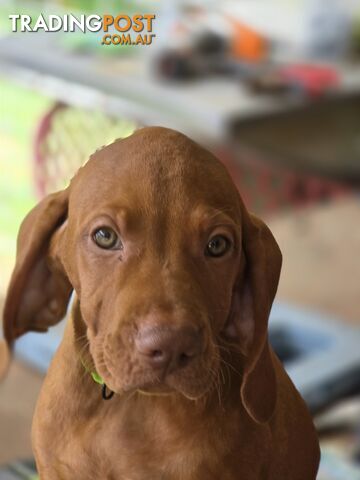 Beautiful Hungarian Vizsla Puppies