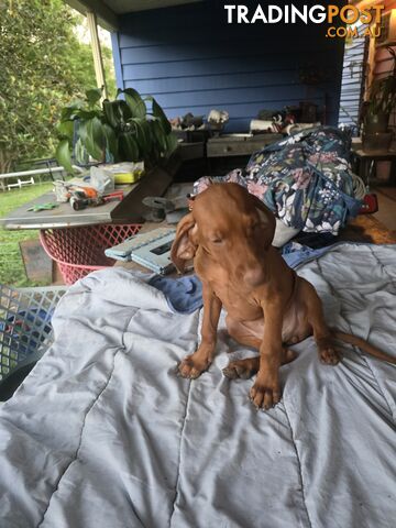 Beautiful Hungarian Vizsla Puppies