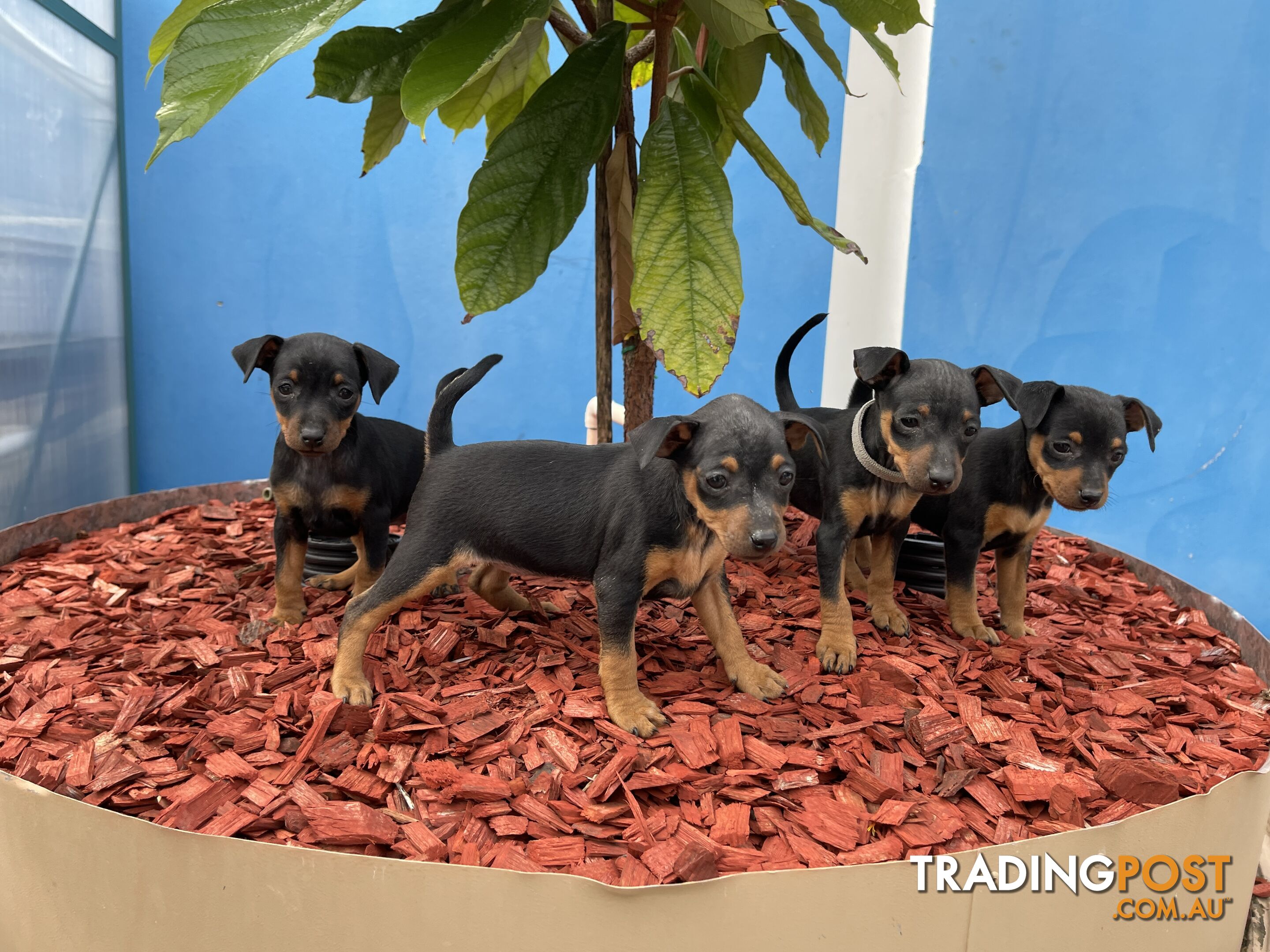 Miniature Pinscher Puppies for Sale Australia