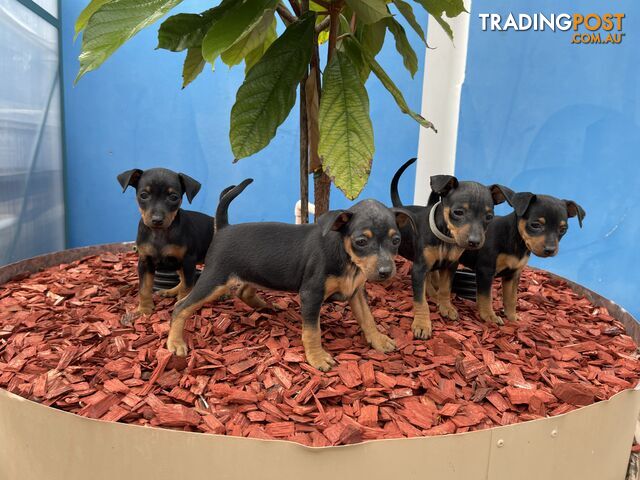 Miniature Pinscher Puppies for Sale Australia