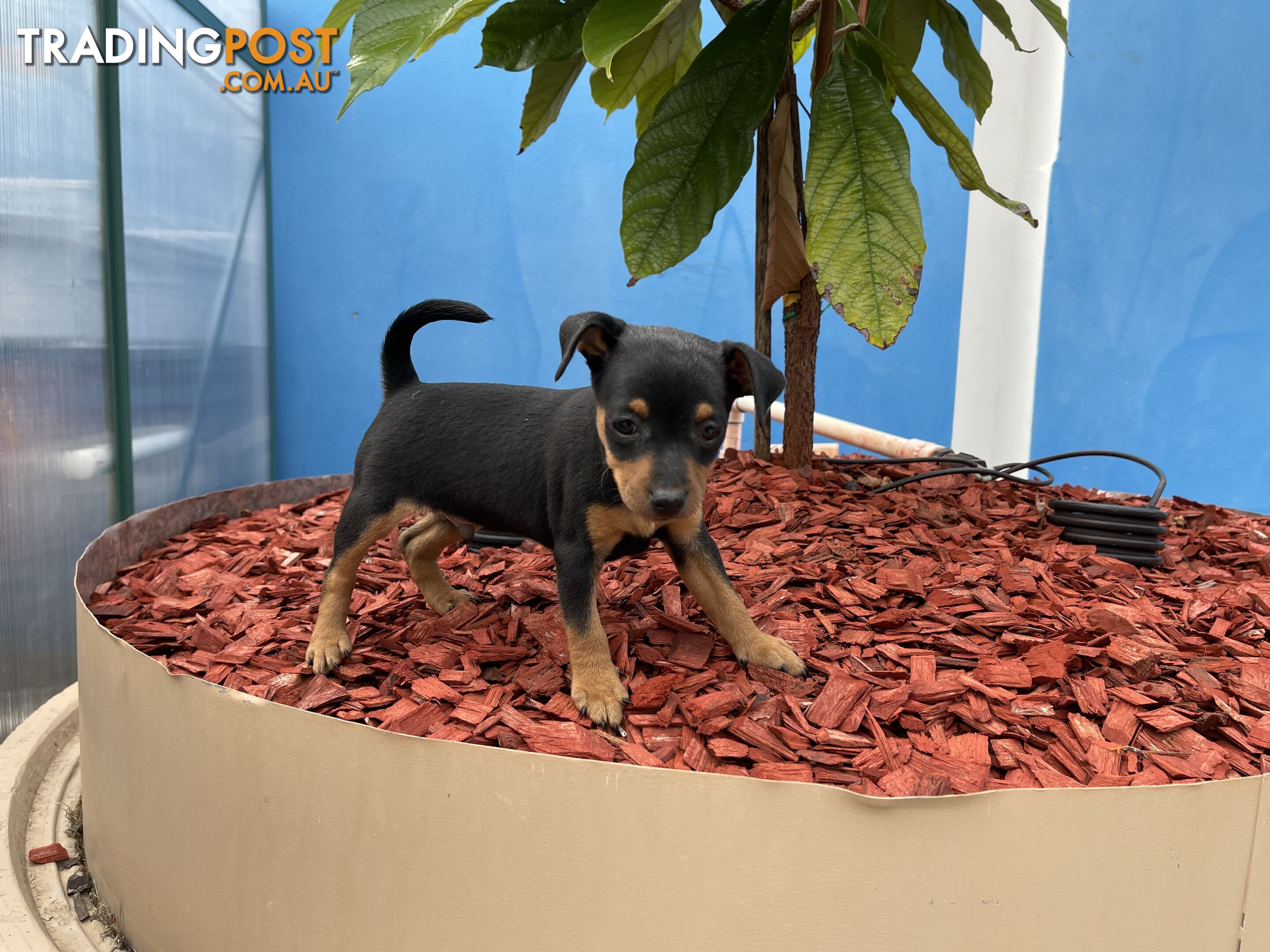 Miniature Pinscher Puppies for Sale Australia