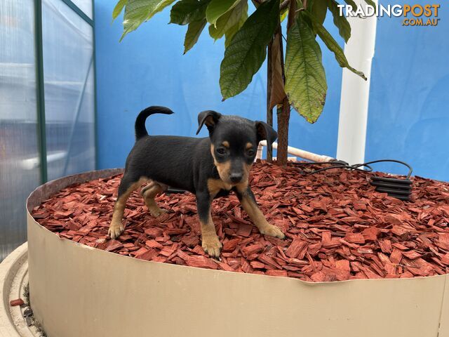 Miniature Pinscher Puppies for Sale Australia