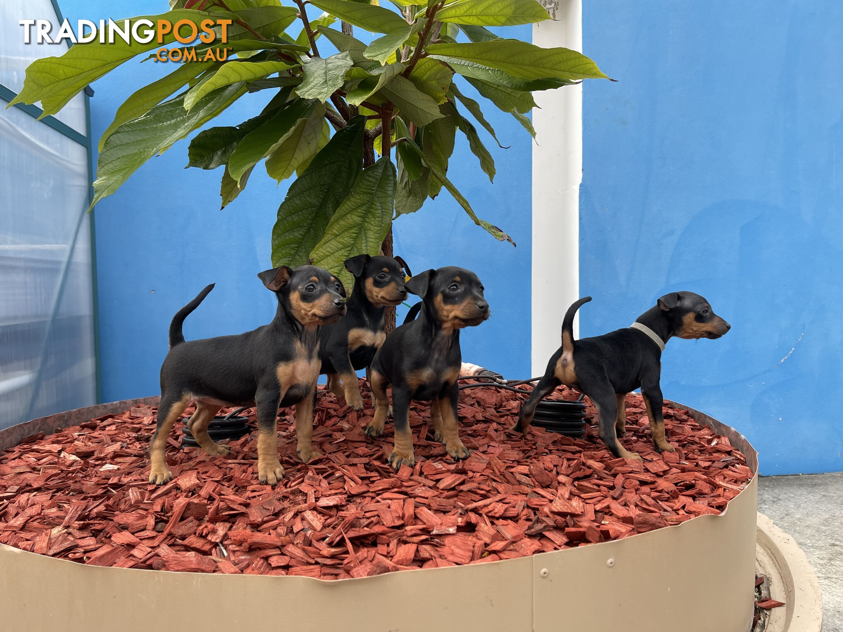 Miniature Pinscher Puppies for Sale Australia