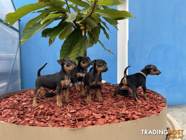 Miniature Pinscher Puppies for Sale Australia