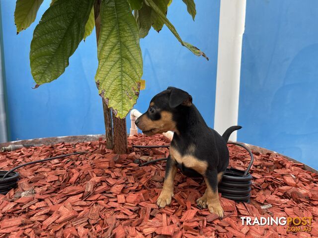 Miniature Pinscher Puppies for Sale Australia