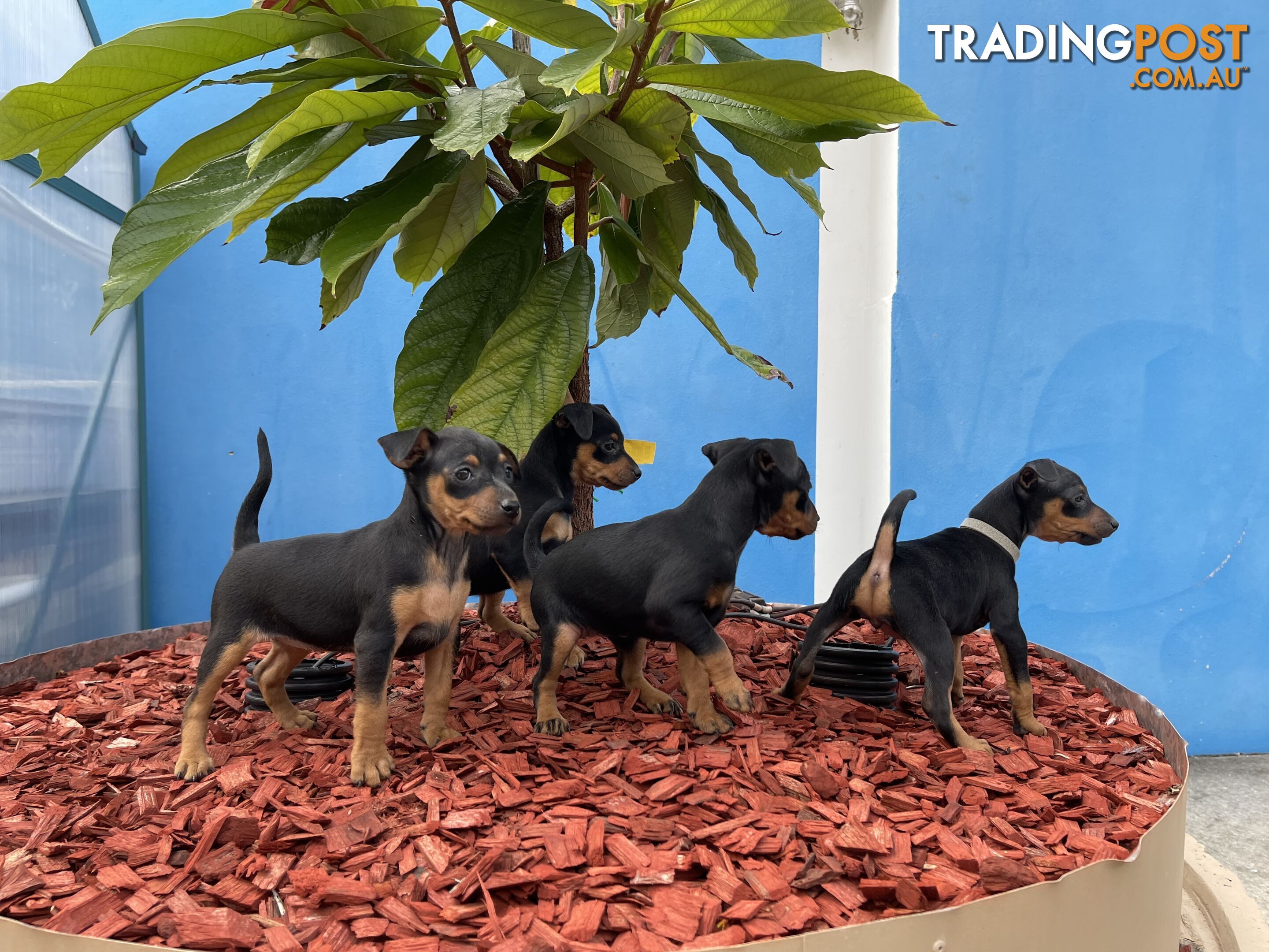 Miniature Pinscher Puppies for Sale Australia