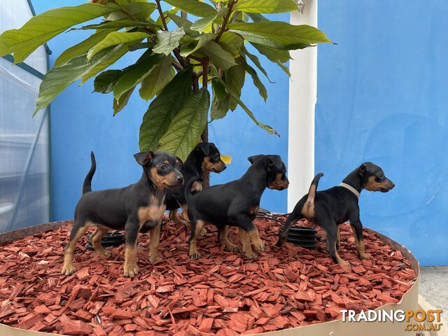 Miniature Pinscher Puppies for Sale Australia