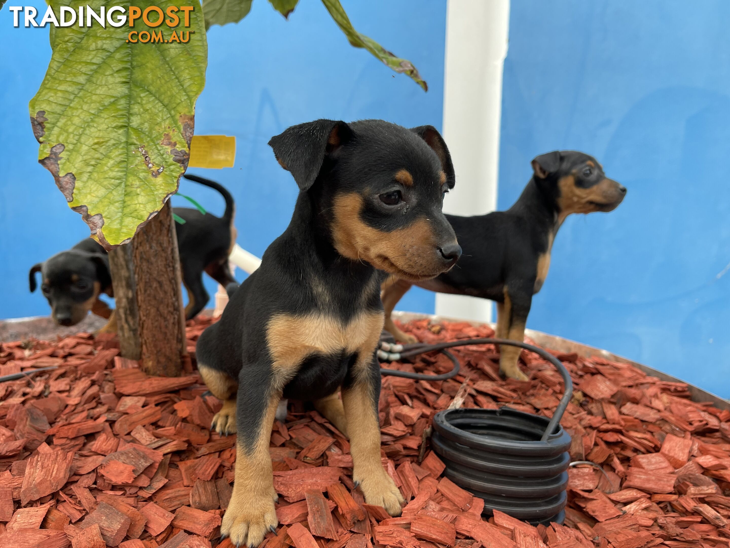 Miniature Pinscher Puppies for Sale Australia